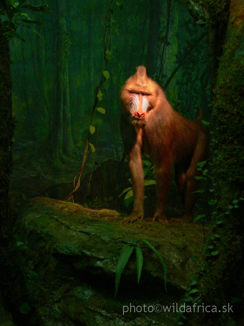 Picture 180.jpg - Mandrill (Mandrillus sphinx).